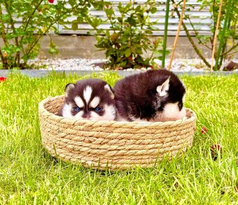 Modrooké šteňatá huskyho, medzinárodný rodokmeň FCI - 8