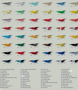 Predám krevetky Neocaridina Bloody Mary - 8