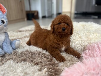Miniature poodle, pudlik, pudel - 8