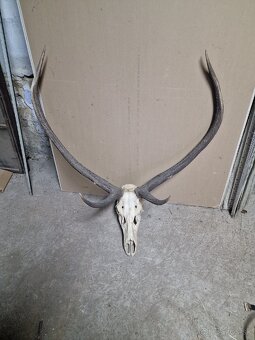 Predám Zhody, parožie,trofeje - 8