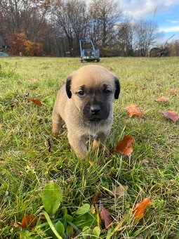 Hľadáme domov pre šteniatka ❤️ - 8