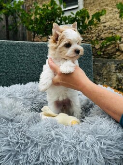 Golddust Yorkshire Terrier, Yorskshire s PP, Jork, Yorkshir - 8