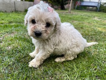 Maltipoo - 8