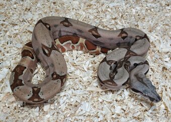 Boa imperator- Sharp Sunglow 66% het Sterling,Hypo Sterling - 8