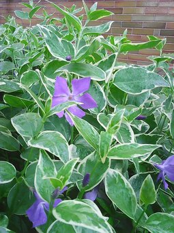 zimozelen panasovana - 8