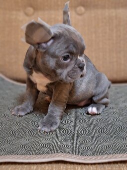 Francúzsky buldoček modrý - 8