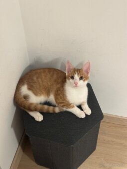 Kocur Rudolf zadarmo - 8