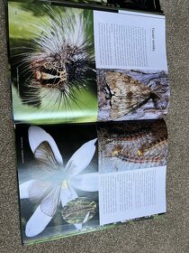 Knihy o hmyze - 8