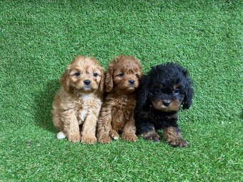 Cavapoo - 8