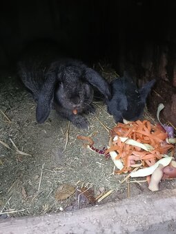 Predám králiky - 8