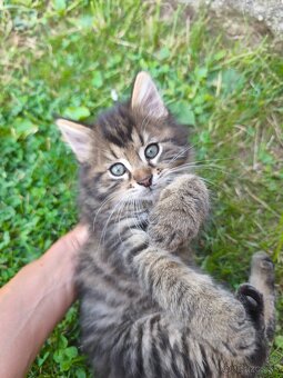 Maine coon , kríženci od Nórskeho otca - 8