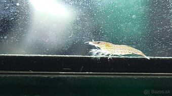 Krevetky Atyopsis Moluccensis (Bamboo Shrimp, Molucká) - 8