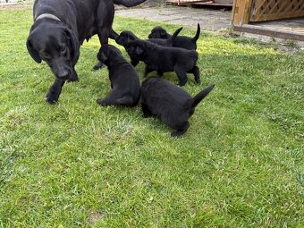 Šteniatka labrador - 8