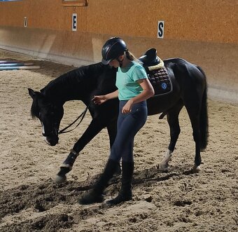 Skúsený pony B (146 cm) do drezúry, aj do parkúru - 8