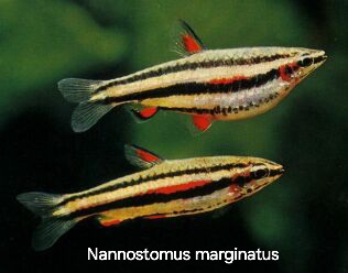 Predám akvarijné rybičky - 8