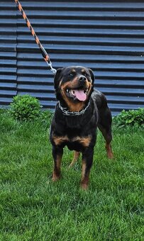 Rotvajler,rotveiler,rotvailer,rotwailer,rotweiler na predaj. - 8