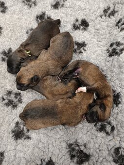 Belgický ovčiak malinois - 8
