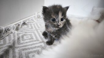 Maine coon mačička mco Mainska myvalia - 8