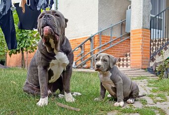 Americký stafordšírský teriér, American Bully XL - 8