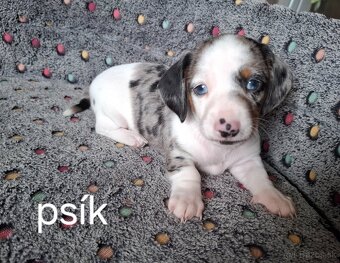 Jazvečík merle - 8