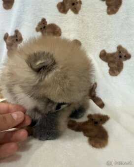 Pomeranian mini Boo - 8