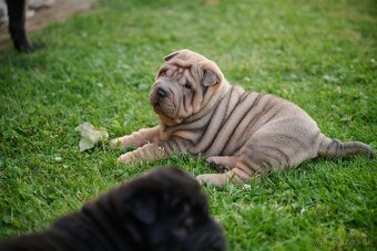 Sharpei šarpej - 8