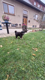 Darujem šteniatko - 8