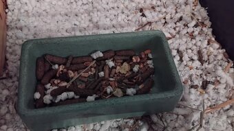 Predám morčiatko Haminka - 8