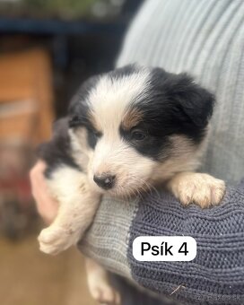Predám šteniatka border kolie - 8