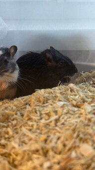 Darujem pieskomilov - 8