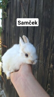 Zakrslé zajačiky - 8