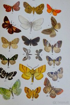 K. EXLER:Motýlové, vydaná 1898, il. kameňotlač - 8
