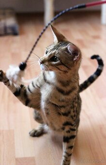 Savannah macka F3 - 8