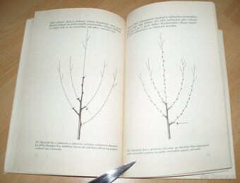 ez ovoných dřevin - 8