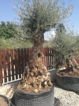 Olivovník bonsai - 8