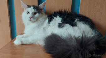 Mainska myvalia mainský - 8