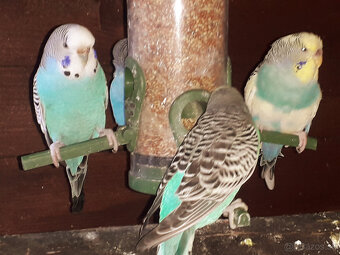 predám andulky a zebričky - 8