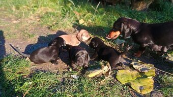 Jazvečík trpasličí šteniatka - 8