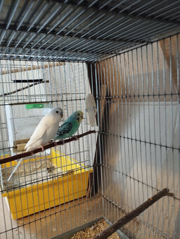 andulky na predaj - 8