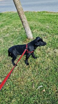 Darujem 4 mesačné labradorskeho retrievera - 8