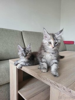 Mačiatka Maine Coon - 8