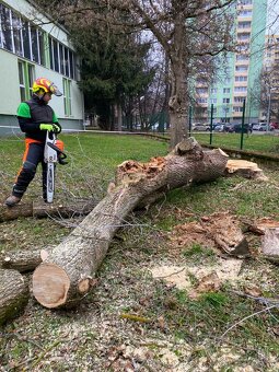 Rizikové výruby stromov - 8