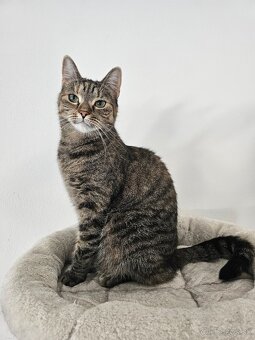 Nežná mačička LENKA hľadá domov - 8