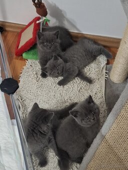 Britské mačiatka REZERVOVANÉ - 8