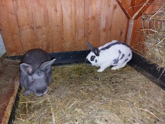 Králiky do chovu - 8