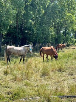 Ponúkame ustajnenie - 8