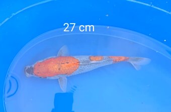 Koi kapor japan/jazierkove ryby - 8