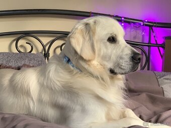 Zlatý retriever - 8