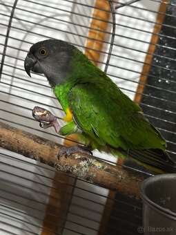 Papagáj Senegalský samec - 8