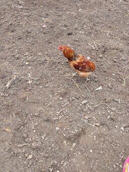 Mám na predaj kohúty Araucany. - 8